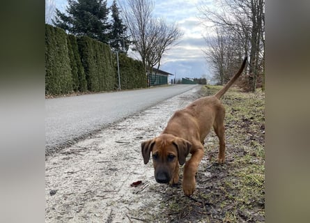 Rhodesian Ridgeback Malinois Welpe sucht seine Familie