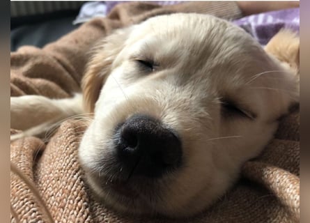 Golden Retriever Welpen/Creme x Dark Golden