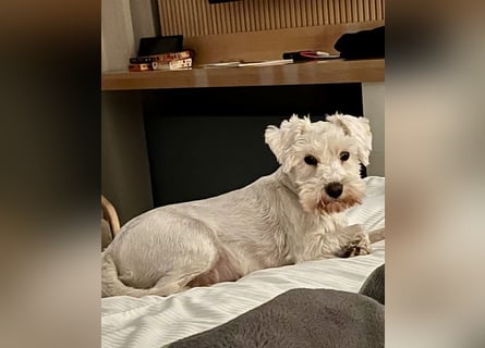 Weiße Zwergschnauzer Welpen nicht haarend reinrassig