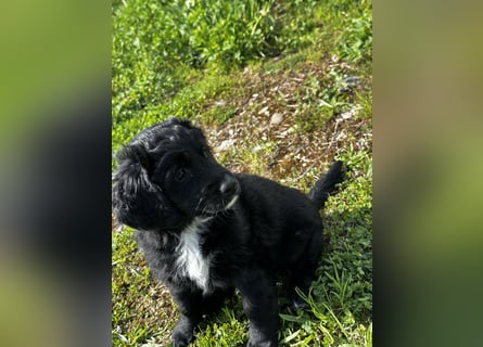 Labradoodle