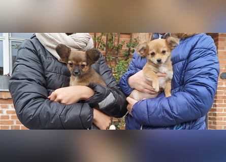 XXS Mini-Rasse-Mix Welpen Chihuahua, Papillon