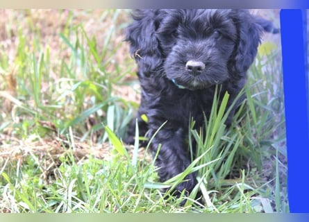 Cockapoo bereit zum Lieben!  - Schenken Sie sich selbst bedingungslose Liebe –