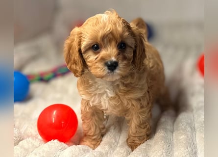 Exklusive Maltipoo Welpen im Red Apricot in Liebevolle Hände abzugeben Malteser/Pudel