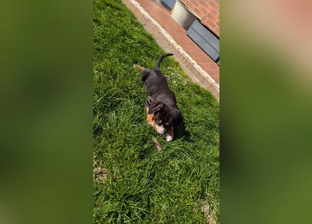 Große-Schweizer-Sennenhund-Welpen