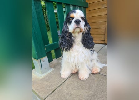 Luna, unsere Cockerhündin, 4 1/2 Jahre alt, sucht liebevolle Familie