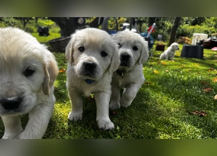 Wesensfeste leinenführige Golden Retriever Welpen mit Stammbaum