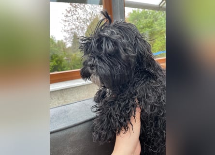 Shih Tzu - Pudelmischlingswelpen abzugeben