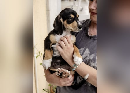 Kokonimix Tammy und Sammy suchen ein Zuhause