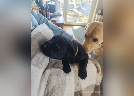 Labradorwelpen suchen bestes Zuhause