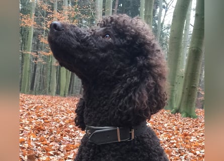 Aussiedoodle Welpen mini / medium F1