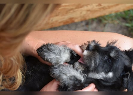 Molly - bezauberndes Zwergschnauzer- Mädchen sucht ab sofort ihr Für-Immer-Zuhause