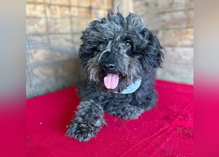 superlieber Kuschelhund MAILO - 2,5 Jahre, 45cm/14kg - Puli-Schnauzer-Mix