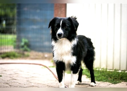 Miniature American Shepherd Welpen, Mini Aussies vom Züchter mit Papieren