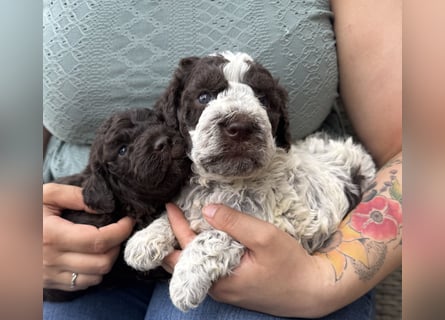 Lagotto Romagnolo / Wasserhund/ Trüffel Suchhund