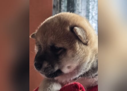 Shiba inu Welpen.   vom Haus Joe   ,Liebhaberzucht