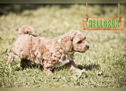 5 Wunderschöne Maltipoo-Welpen suchen ein neues, liebevolles Zuhause!