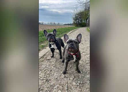 Französische Bulldoggen Welpen