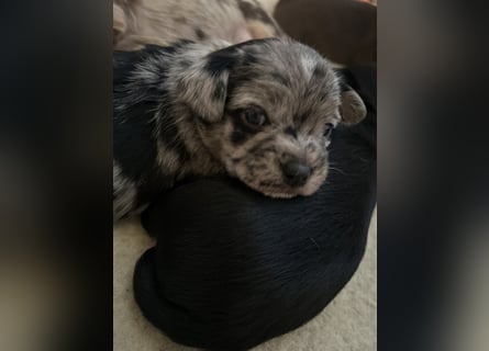 Chihuahua mix Welpen