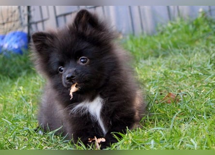 Zwergspitz Pomeranian Welpen Bärchengesichter mit Ahnentafel