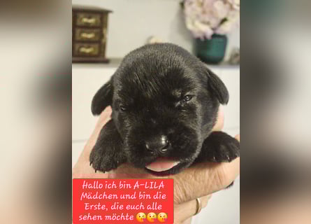Riesenschnauzer schwarz Welpen des A-Wurf's am 02.07.25 gefallen