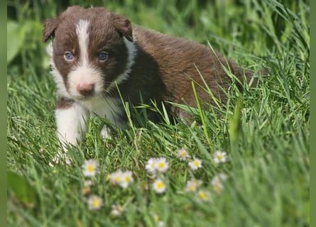 Border Collie Welpen -  Rüden und Hündin