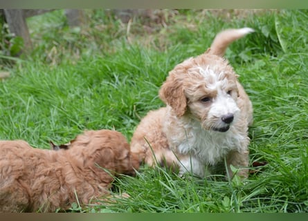 Mini Goldendoodel Welpen F3 - abzugeben ab Ende Oktober