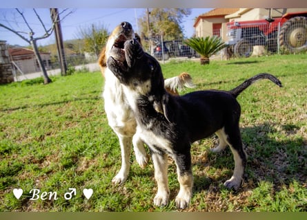 In der Nähe von Köln Traumhund Ben sucht ein Zuhause