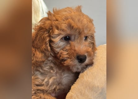 Maltipoo/mini Doodle Welpen in abricot/creme farben