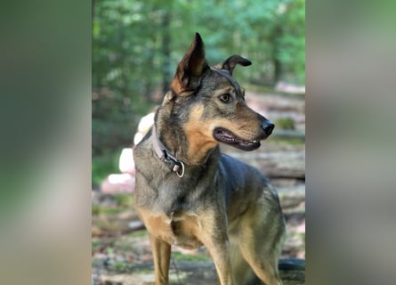 Liebevolle Hündin Ella sucht ein warmherziges Zuhause