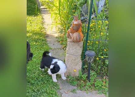 Border Collie welpen 