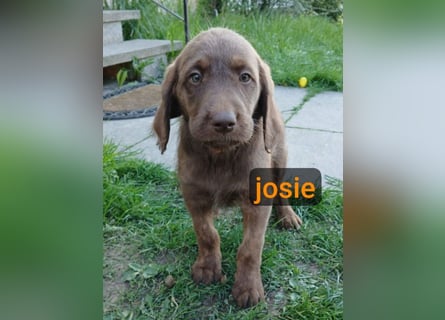 Welpen Labradoodle F1 Braun Groß Könispudel x Labrador