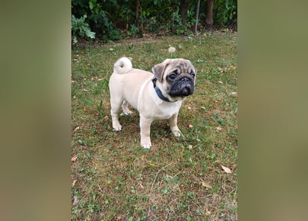 Mops welpen ab sofort Abgabe bereit.