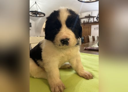 LANDSEER WELPEN mit FCI papieren