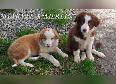 Border Collie-Welpen , black-,choco-,red-white und red-merle