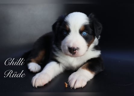 Mini Aussies-Mini Australian Shepherd Welpen