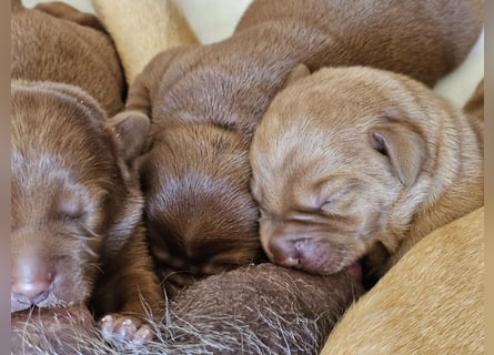 Labrador Welpen Foxred