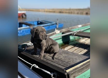 Cane Corso grau  welpen hündin Graue Hündin mit Züchtergarantie EUCH WCh-Linie zu verkaufen