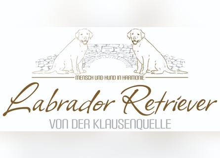 Labrador Welpen aus Körzucht