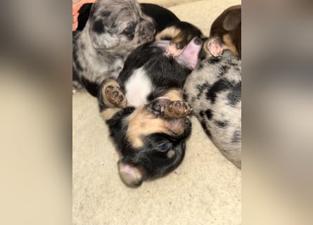 Chihuahua mix Welpen