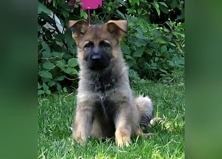 Schäferhund, Welpen, gerader Rücken, SV Papiere