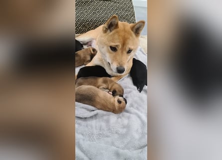 Wurfankündigung - Oktober 24 - Reinrassige Shiba - Inu Welpen! Langjährige Shiba-Liebe!