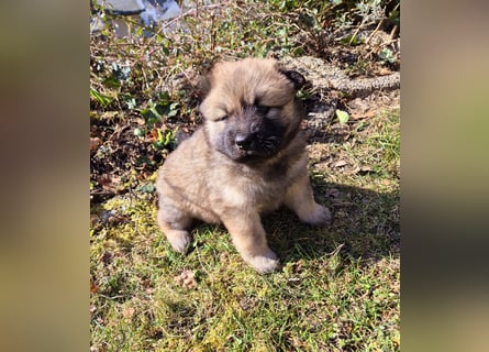 Eurasier