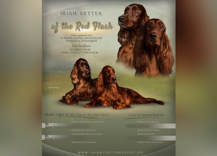 Wurfplanung Irish Setter mit Papieren aus liebervoller 35 jähriger Formzucht