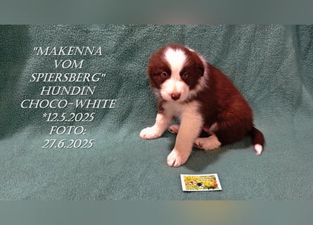 Border Collie-Welpen , black-,choco-,red-white und red-,black-merle