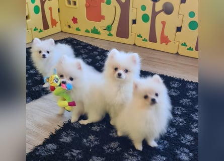 Zwergspitz Pomeranian Welpen Bärchengesichter mit Ahnentafel