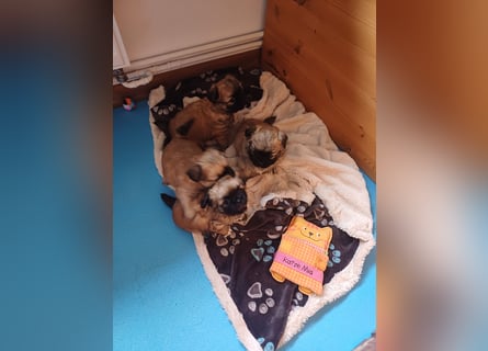 Pekinese chihuahua Mix welpen
