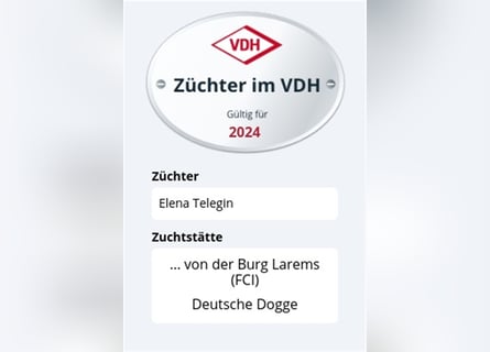 Zwei Deutsche Dogge Welpen mit VDH/DDC Papieren suchen noch ein schönes Zuhause.