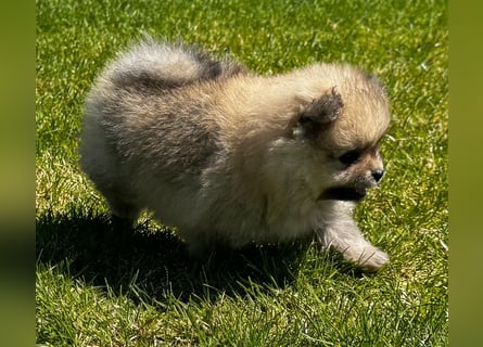 Reinrassige Pomeranian-Hündinnen mit Ahnentafel suchen ihre Traumfamilien