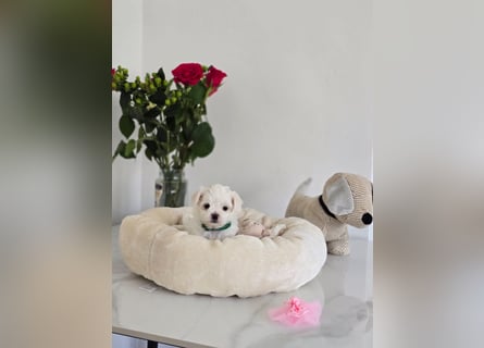 Zauberhafte koreanische Malteserwelpen