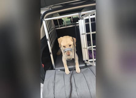 Labrador Golden Retriever Mix 